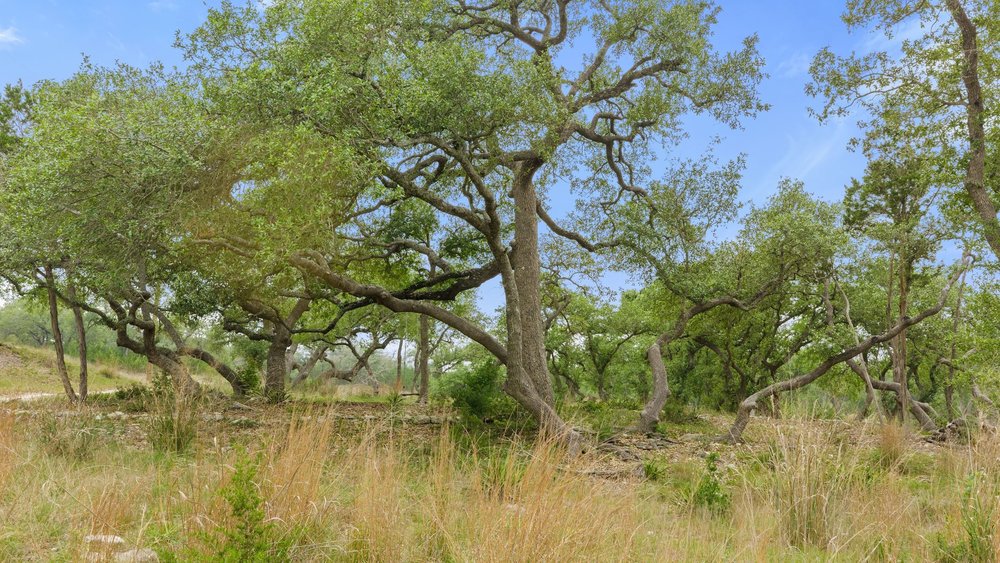 1850 Pursley Road Dripping Springs, TX 78620 - Photo 19 of 32