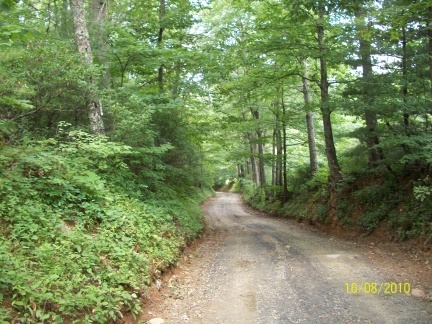 a view of a forest with trees in the background