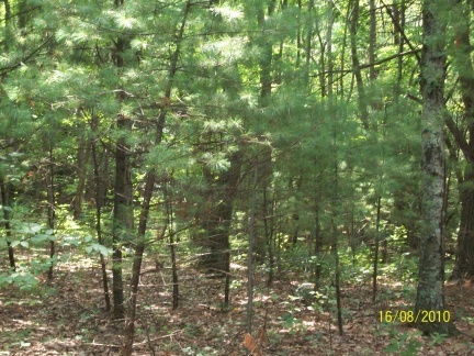 0 Countyline Church Road Southeast Floyd, VA 24091 - Photo 3 of 4 a view of a yard