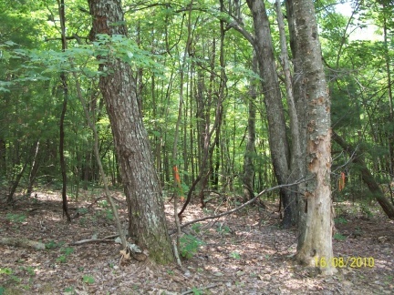 0 Countyline Church Road Southeast Floyd, VA 24091 - Photo 4 of 4 a view of forest