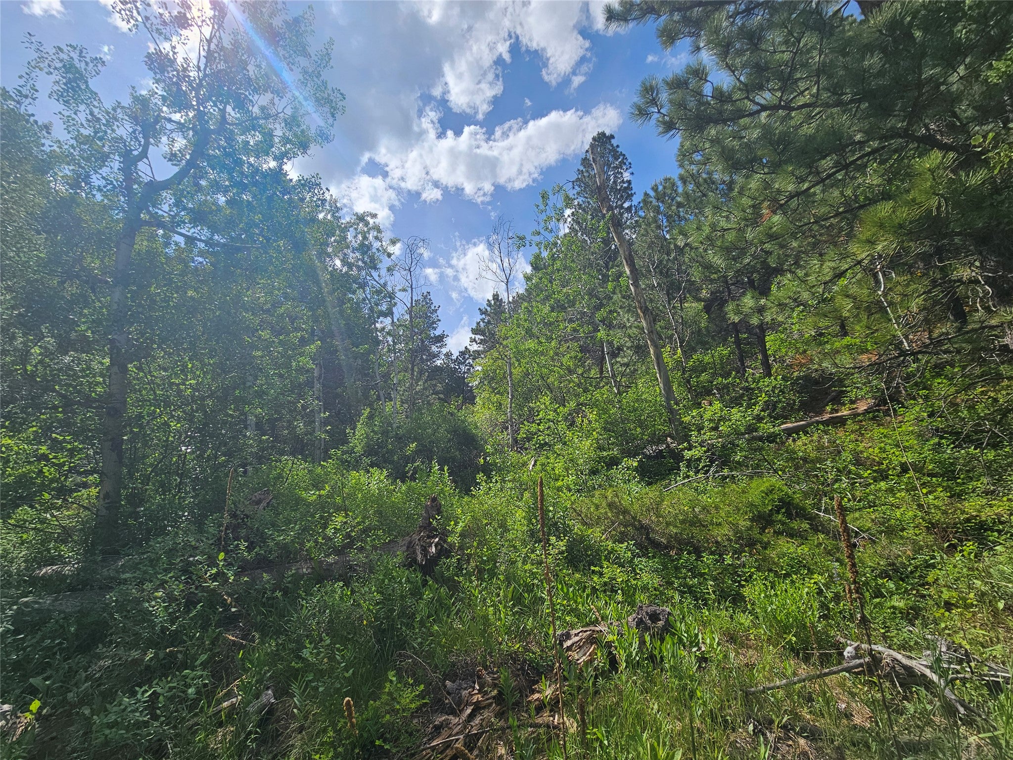 37 Outer Loop Road Cascade, MT 59421 - Photo 5 of 22 Gallery Image 5