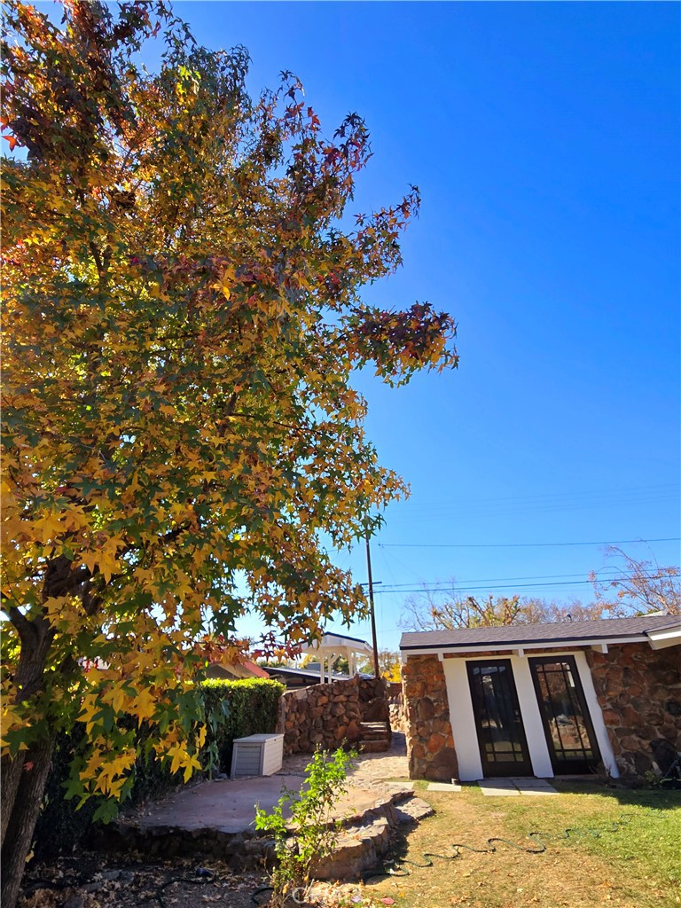 3317 Lees Avenue Long Beach, CA 90808 - Photo 61 of 75 Stunning Liquid Amber in full fall foliage