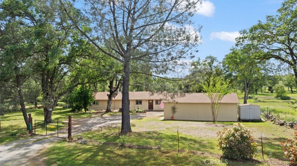 a tree in the middle of a yard