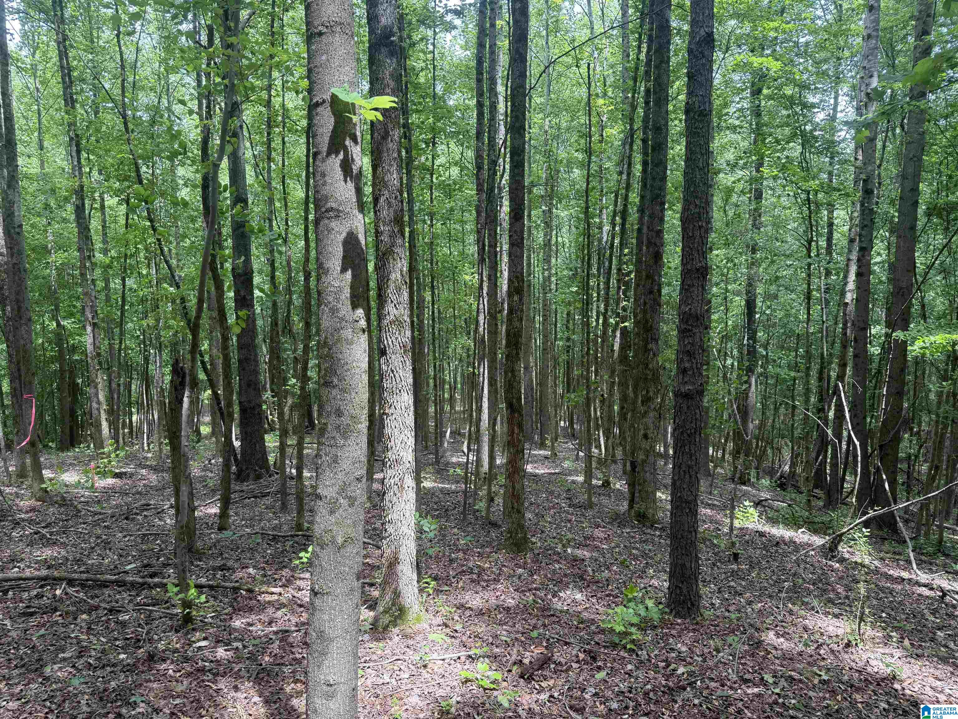 1 County Road 670 Ranburne, AL 36273 - Photo 5 of 11