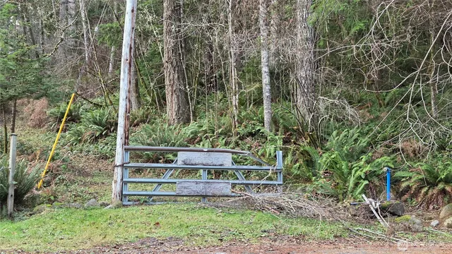 a view of a backyard with plants and large trees