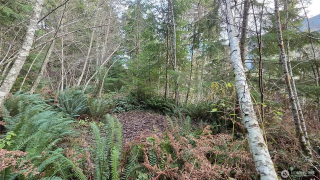 a view of a forest with lots of trees