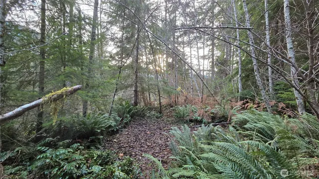 a view of a forest with lots of trees