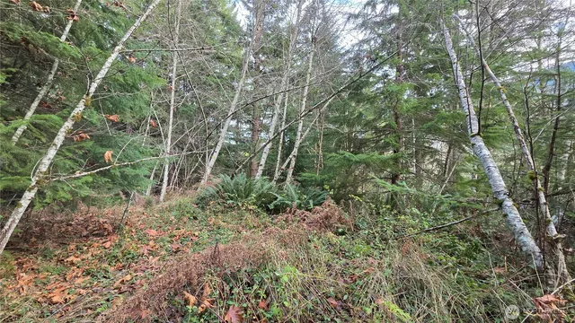 a view of a forest with lots of trees