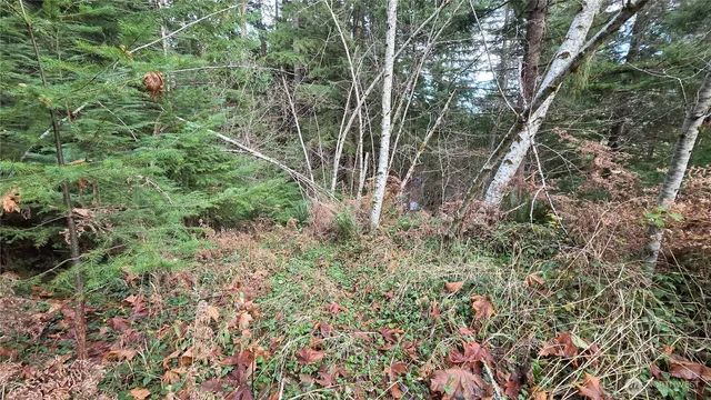 a view of a yard with a tree