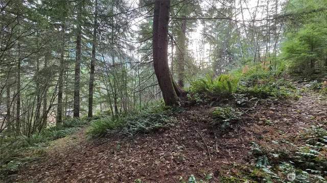a view of a forest with trees