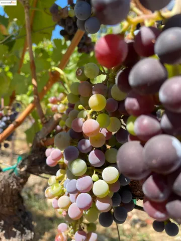 $999,000 | 348 Dowling Boulevard, San Leandro, CA 94577