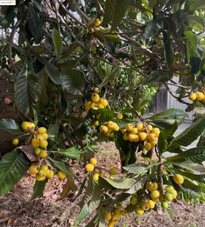 $999,000 | 348 Dowling Boulevard, San Leandro, CA 94577