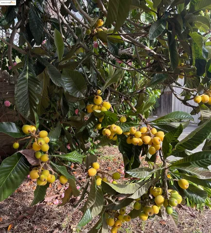 $999,000 | 348 Dowling Boulevard, San Leandro, CA 94577