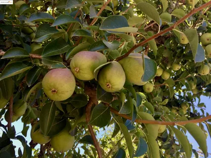 $999,000 | 348 Dowling Boulevard, San Leandro, CA 94577