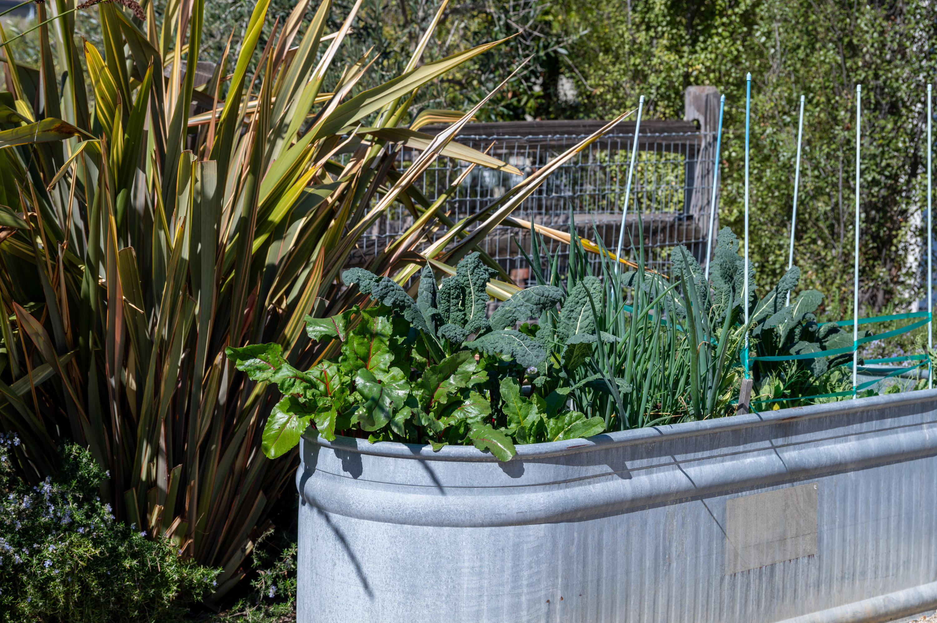 246 Robles Way Buellton, CA 93427 - Photo 24 of 26 a view of a backyard with plants