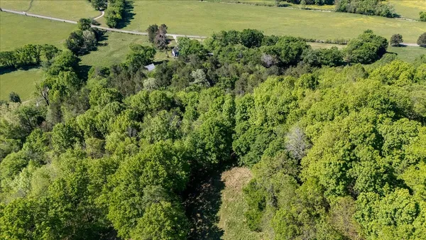 a view of a forest with a tree