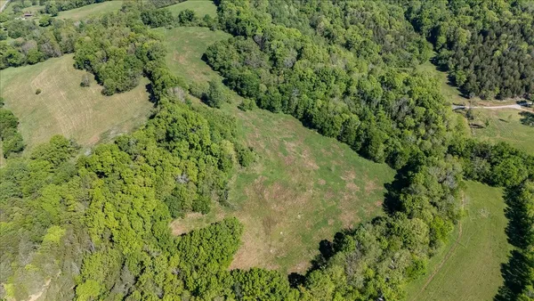 a view of a lush green forest