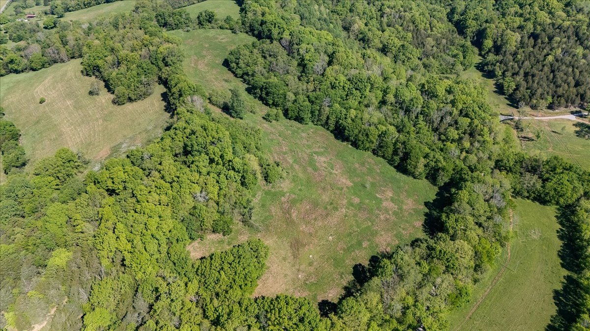 7480 Beech Hill Road Pulaski, TN 38478 - Photo 50 of 54 a view of a forest with a tree