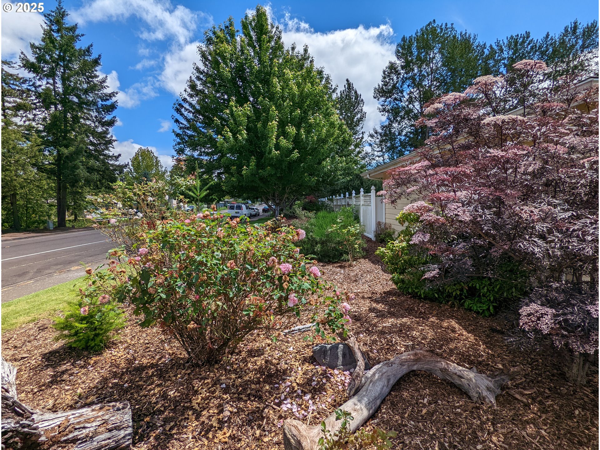 3155 Northeast Lancaster Street Corvallis, OR 97330 - Photo 5 of 27 a view of a garden with plants and large trees