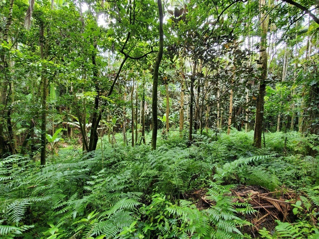 a view of lush green forest