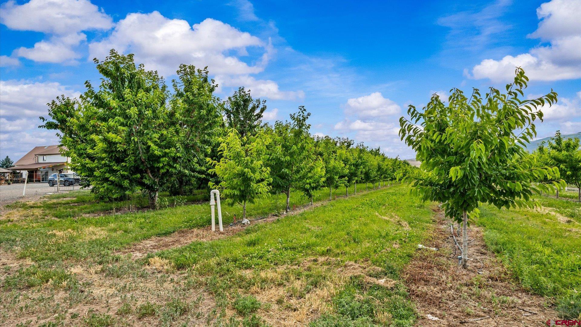 20809 Nowhere Road Eckert, CO 81418 - Photo 21 of 45