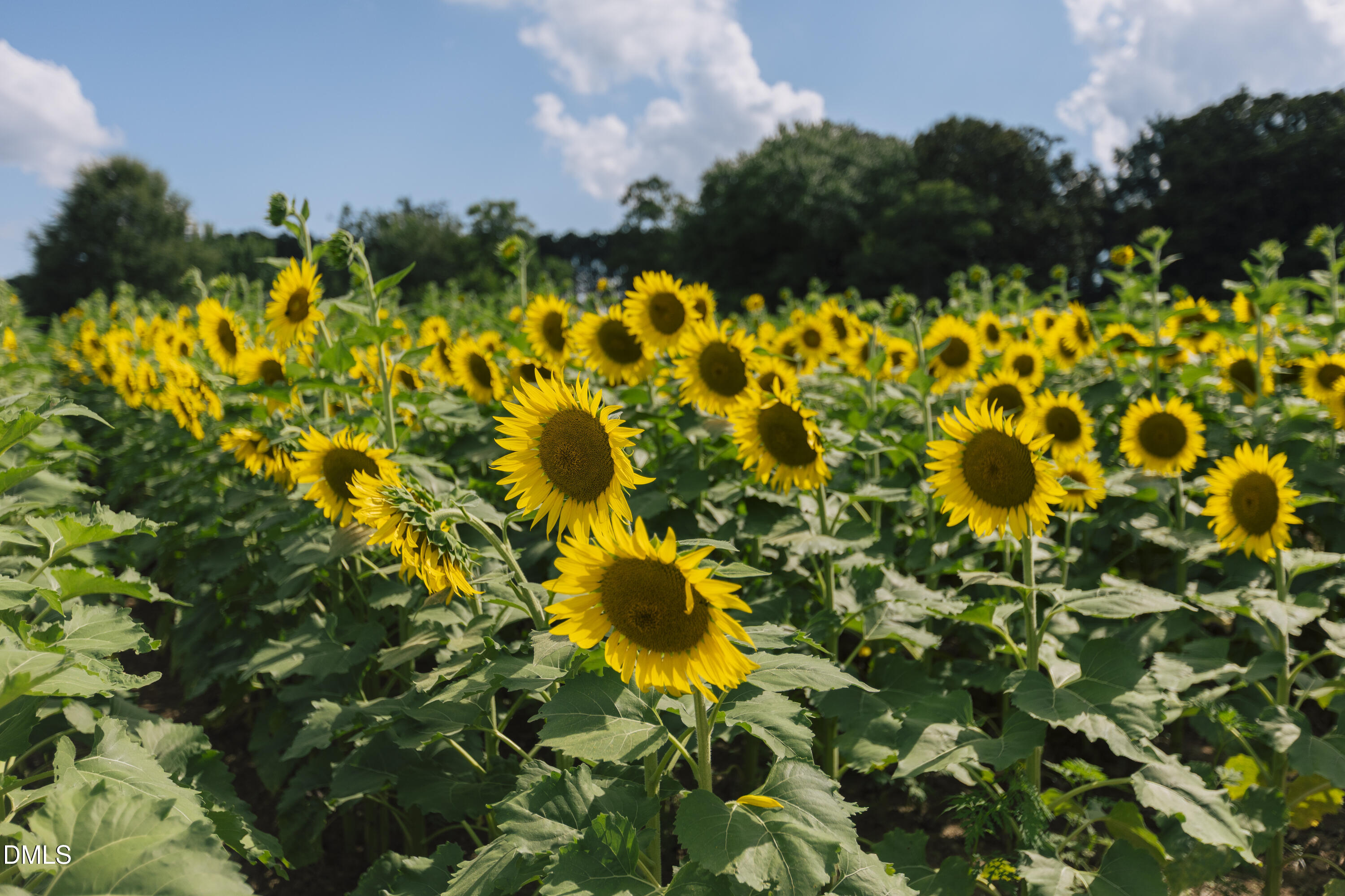 320 South Tarboro Street Raleigh, NC 27610 - Photo 41 of 53 DTR_Lifestyle_6