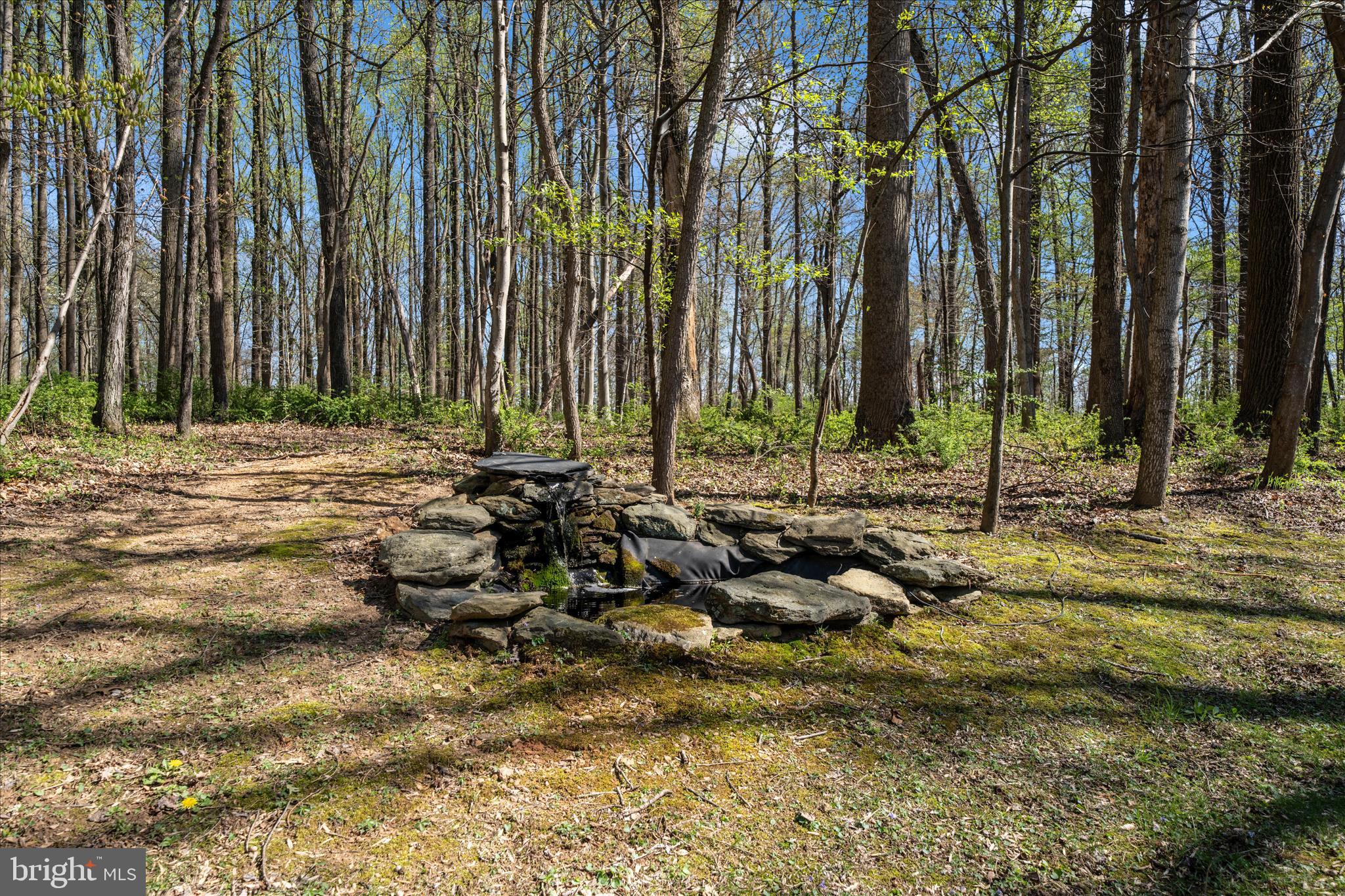 15211 Avery Road Rockville, MD 20855 - Photo 49 of 60 a view of swimming pool with lawn chairs and large trees