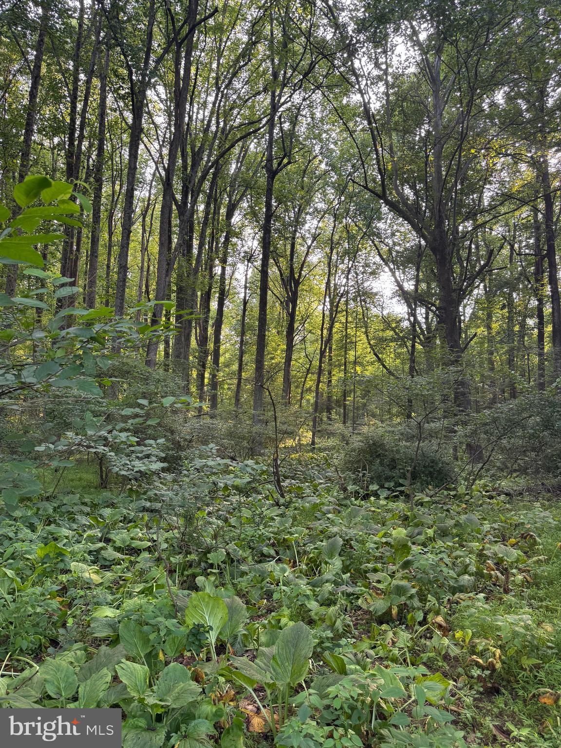 1701 Green Mill Road Finksburg, MD 21048 - Photo 30 of 85