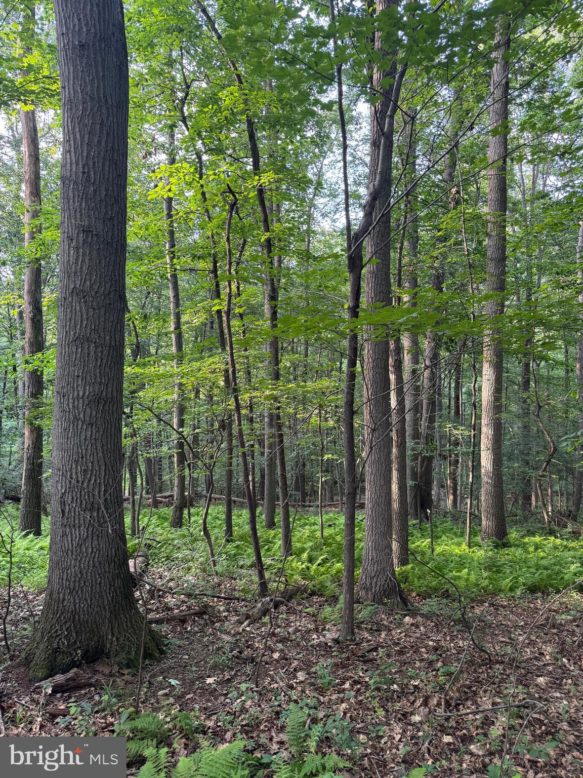 1701 Green Mill Road Finksburg, MD 21048 - Photo 74 of 85