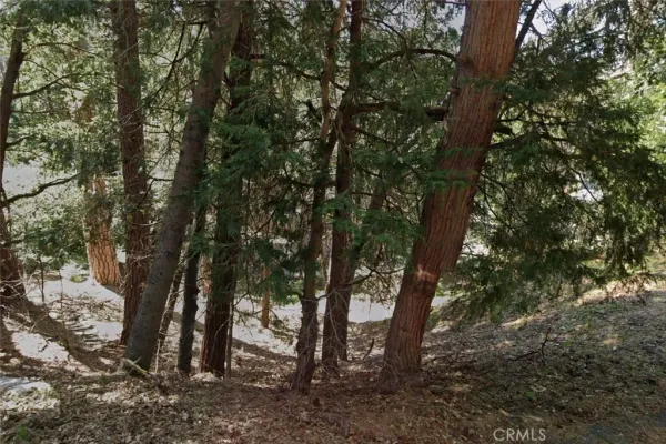 a view of a forest with trees in the background