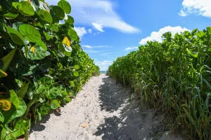 a view of a plant with a street