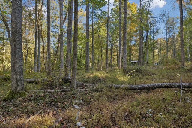 a view of backyard with green space