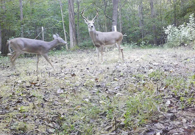 a view of a yard with furniture and a garden