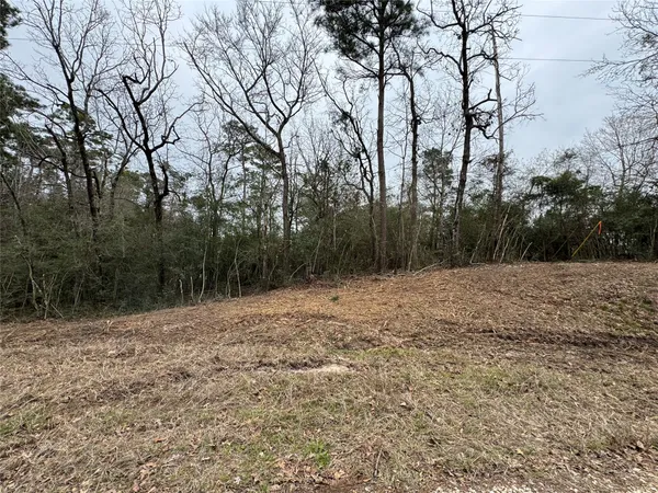 a view of a yard with trees