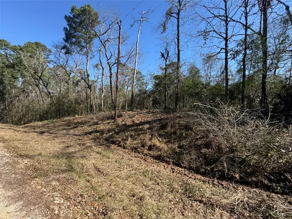 a view of a forest with a tree