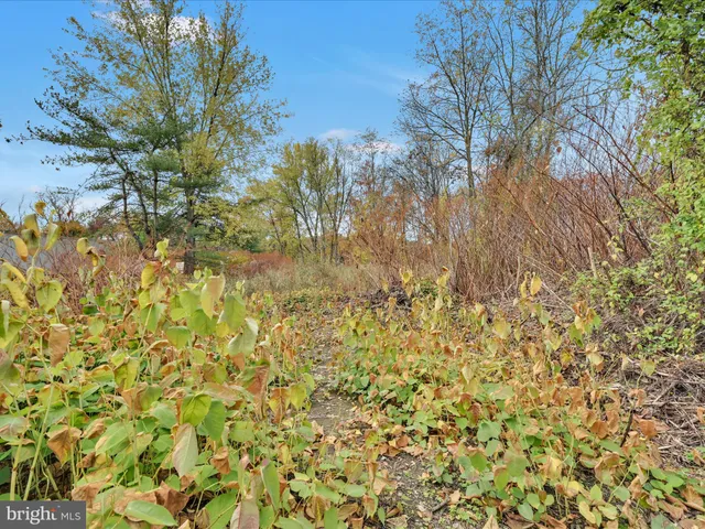 a view of a tree with a yard