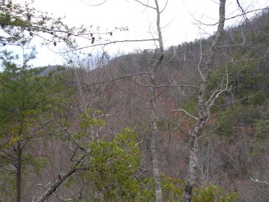 Hembree Hollow Road Townsend, TN 37882 - Photo 8 of 8 090.JPG