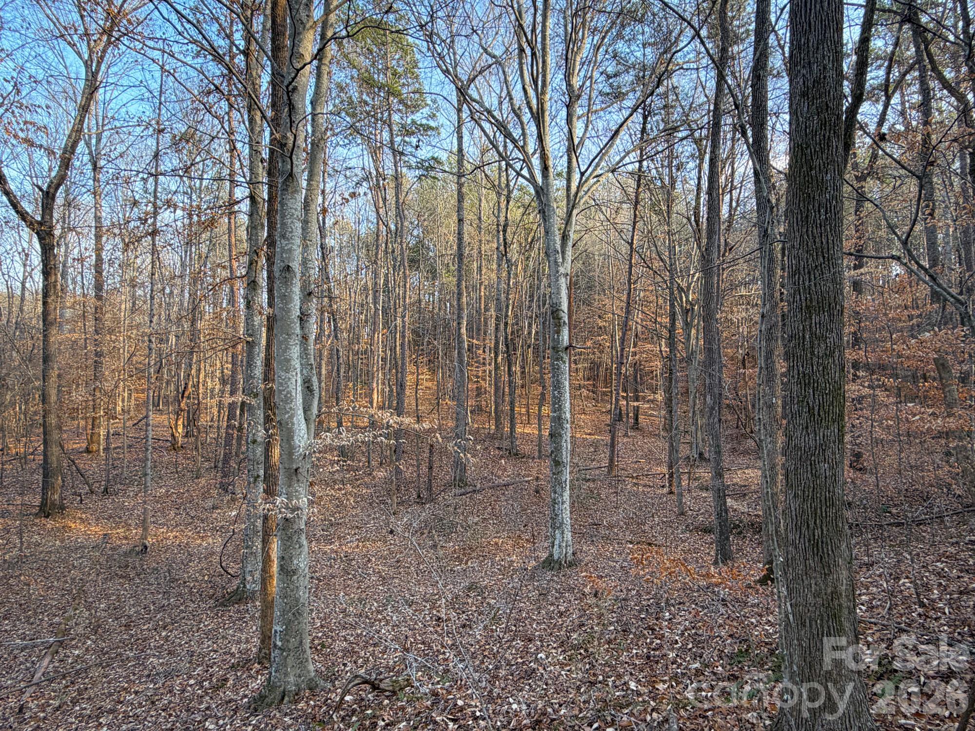 0 Kepley Road Salisbury, NC 28147 - Photo 13 of 18 a view of a forest filled with trees