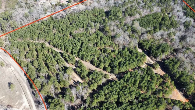 a close up of a plant