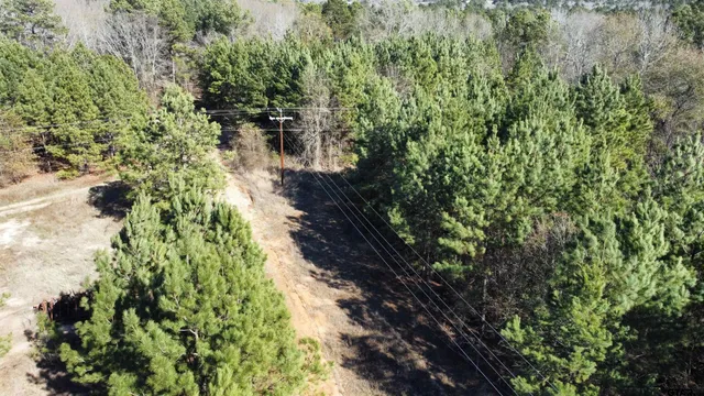 a view of a yard with plants and large trees