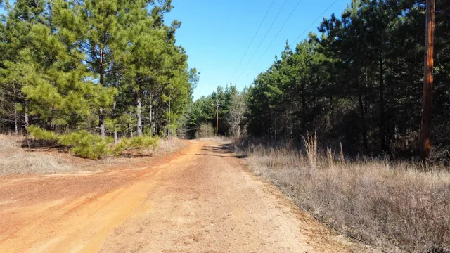 a view of a forest with trees