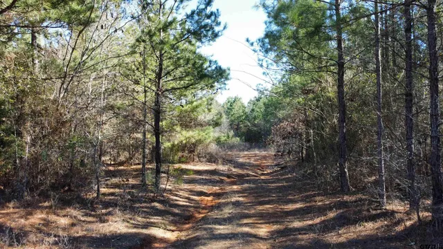 a view of a forest with trees in the background