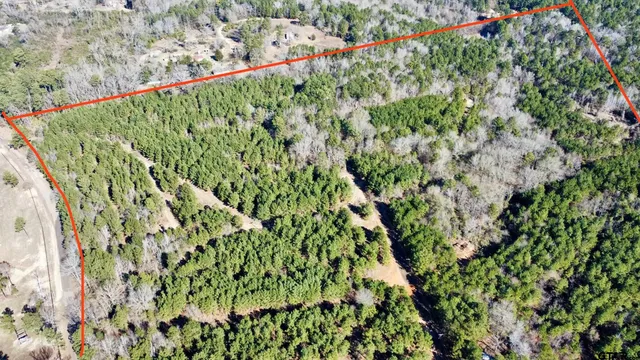 a view of a garden with a plant