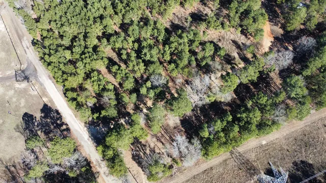 a view of a forest with a tree