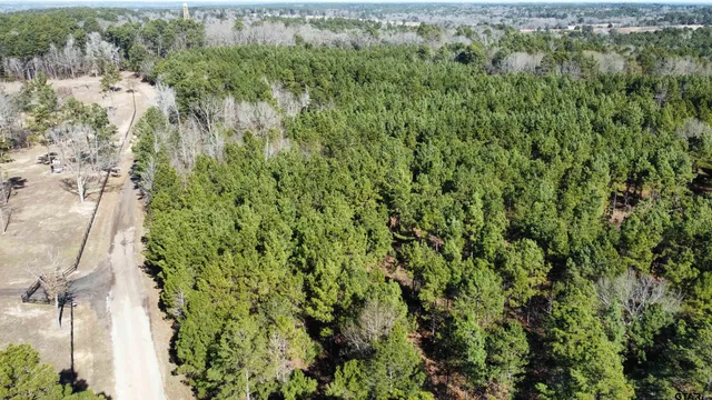 a view of a forest with a tree
