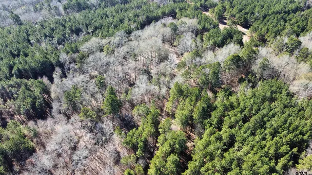 a view of a forest with a tree
