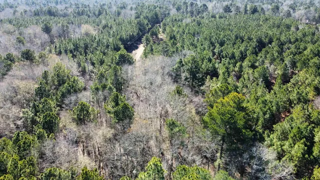 a view of a forest with a tree