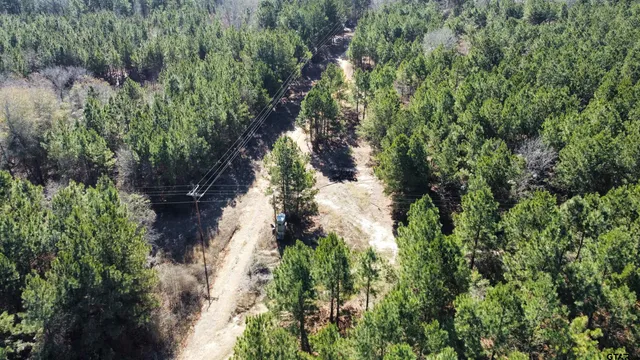 a picture of trees with lots of trees