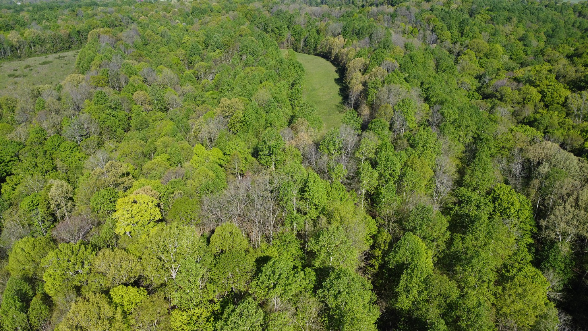 0 Green Valley Road Lafayette, TN 37083 - Photo 17 of 30 a view of a lush green forest