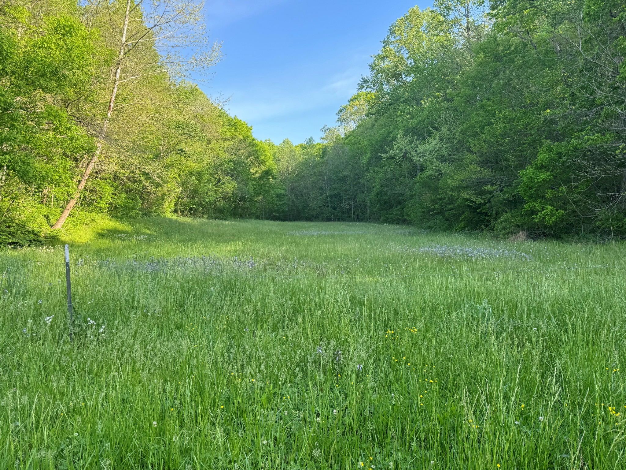 0 Green Valley Road Lafayette, TN 37083 - Photo 30 of 30 a view of grassy field with trees